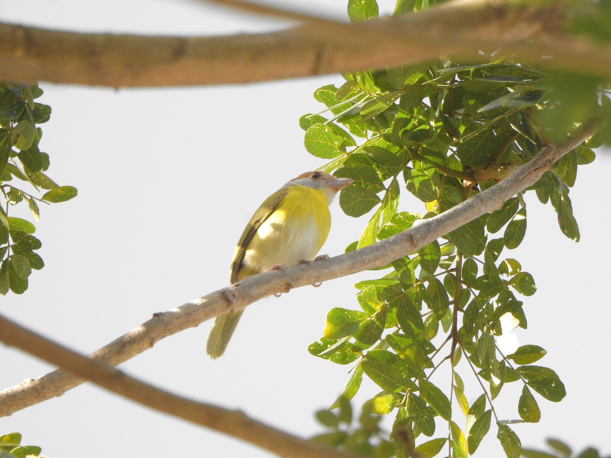 Rufous-browed Peppershrike - ML638061915