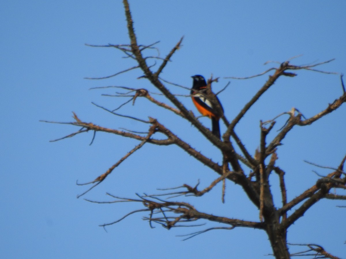 Venezuelan Troupial - ML638061928