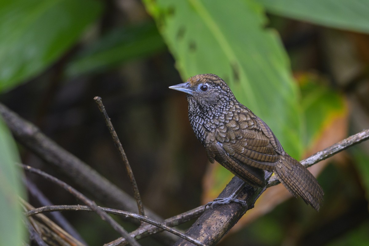 Cachar Wedge-billed Babbler - ML638061958