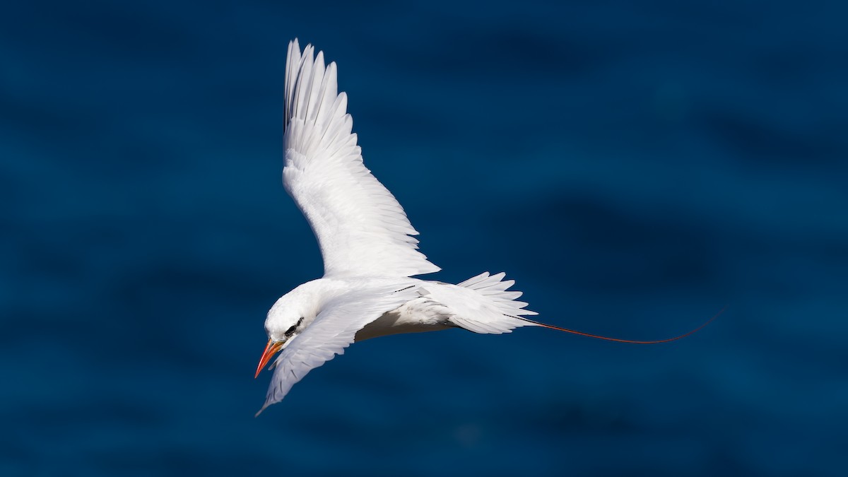 Red-tailed Tropicbird - ML638061973