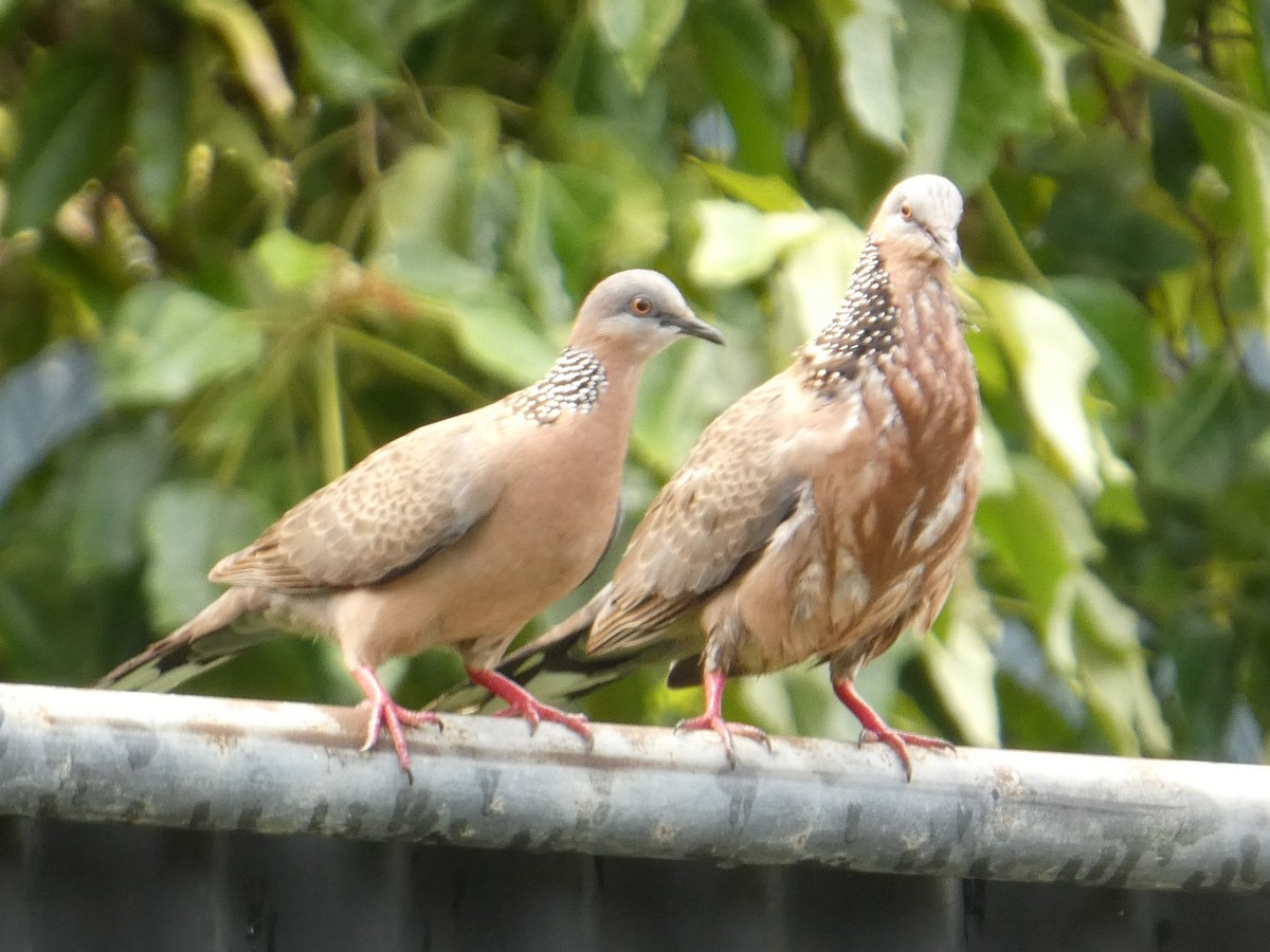 Spotted Dove - ML638061982