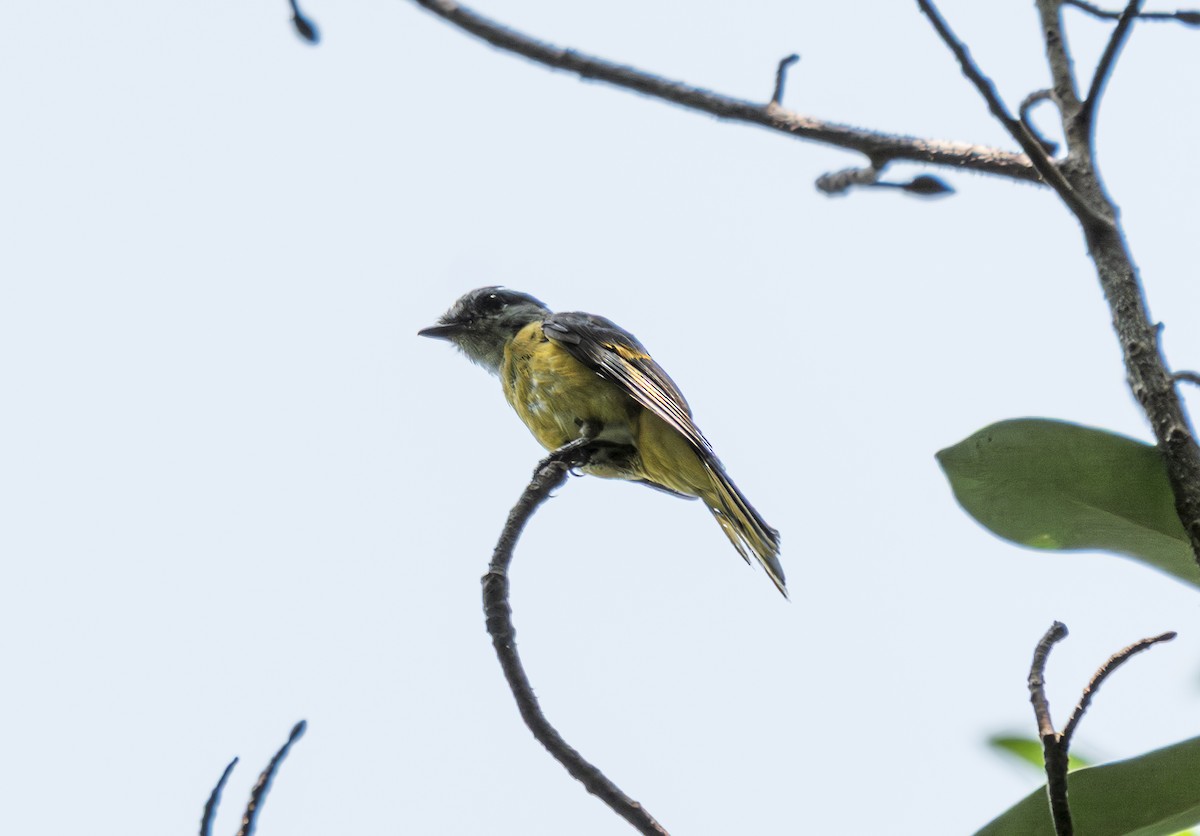 Graukehl-Mennigvogel - ML638061984