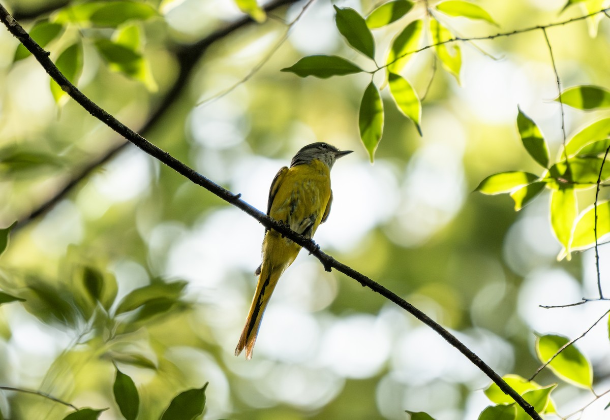 Graukehl-Mennigvogel - ML638061985