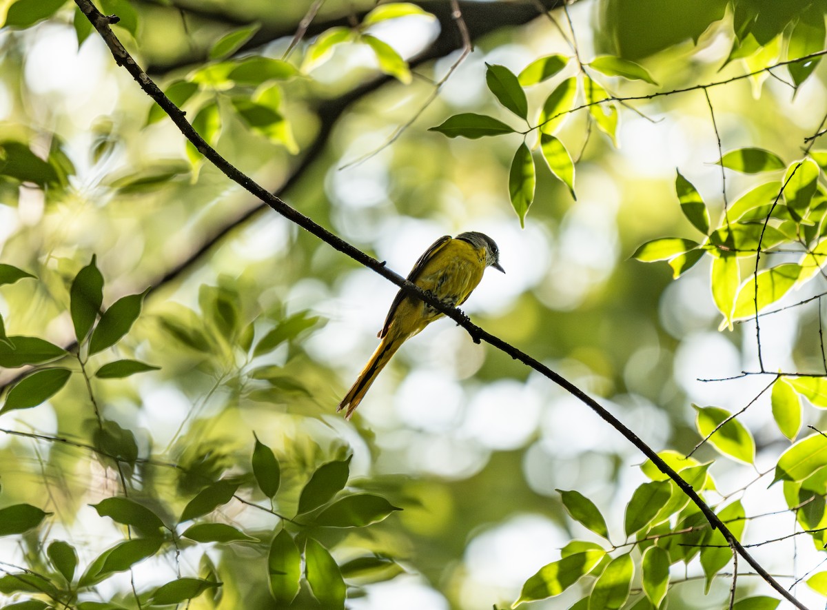 Graukehl-Mennigvogel - ML638061986