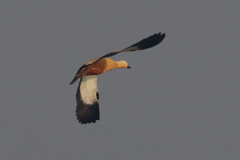 瀆鳧 - ML638061999