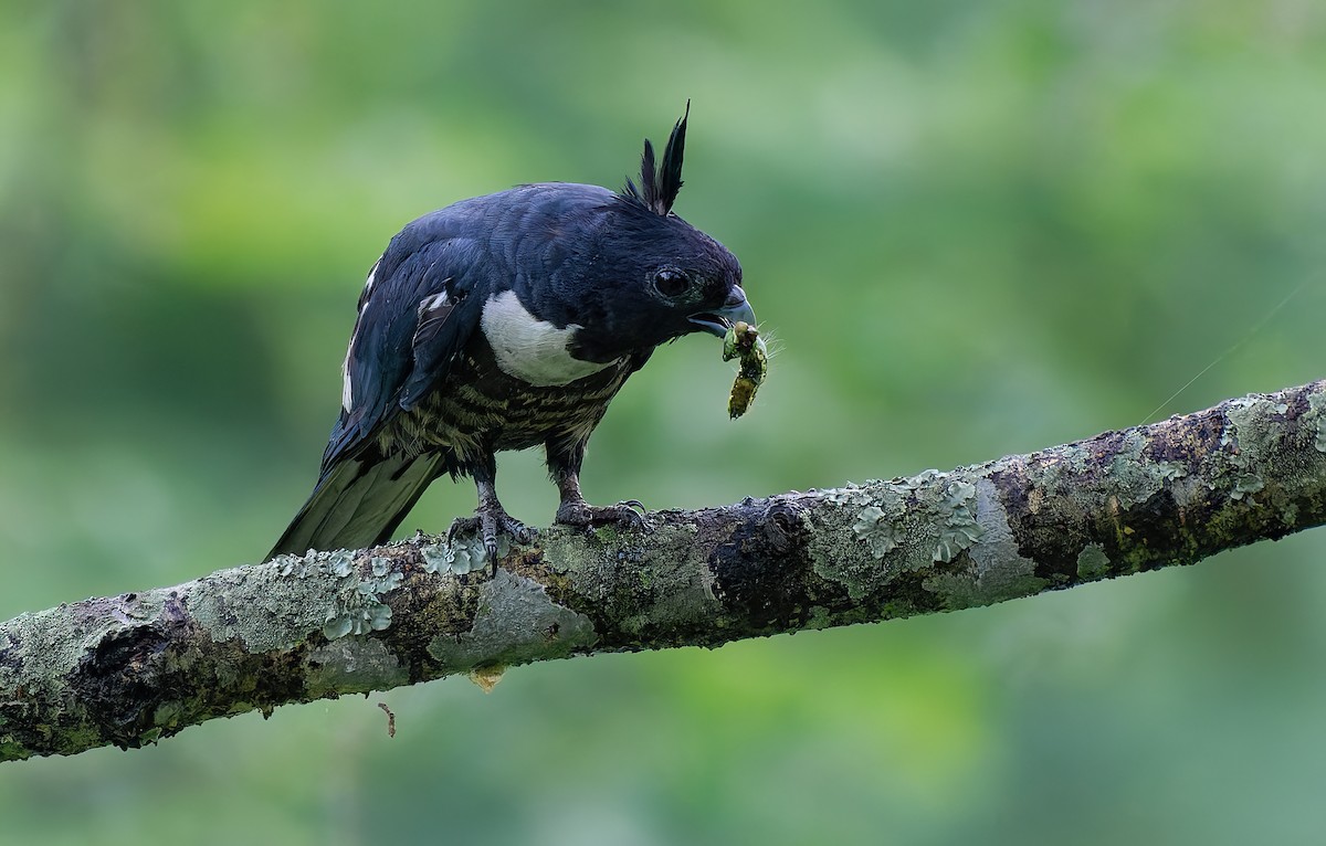 Black Baza - Rejaul Karim