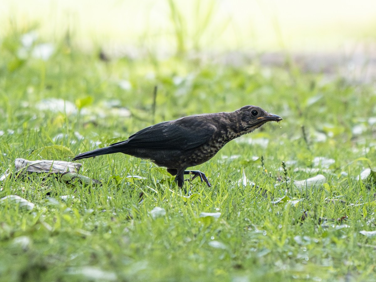 Chinese Blackbird - ML638062022