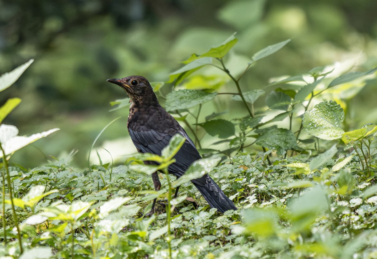 Chinese Blackbird - ML638062023