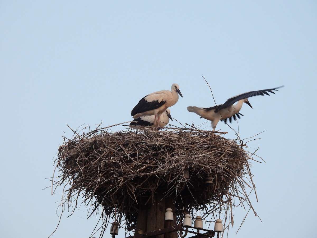 White Stork - ML638062038