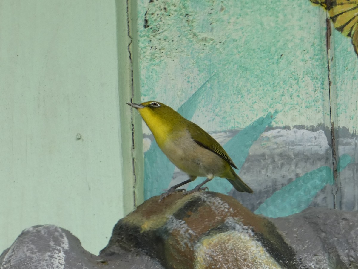 Warbling White-eye - ML638062047
