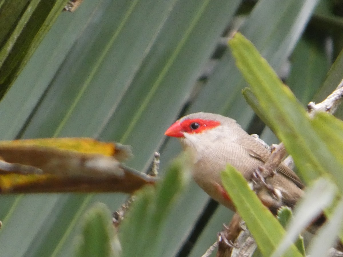 Common Waxbill - ML638062054