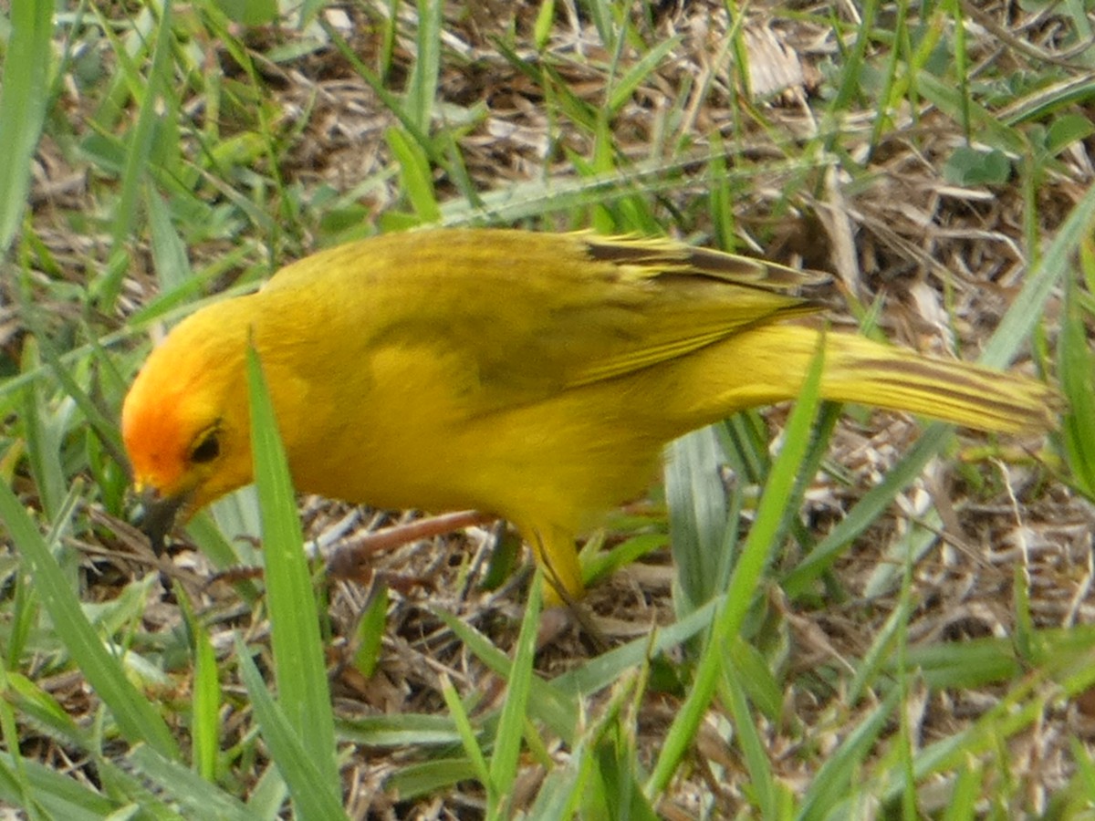 Saffron Finch - ML638062067