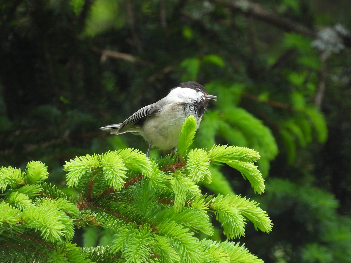 Willow Tit - ML638062127