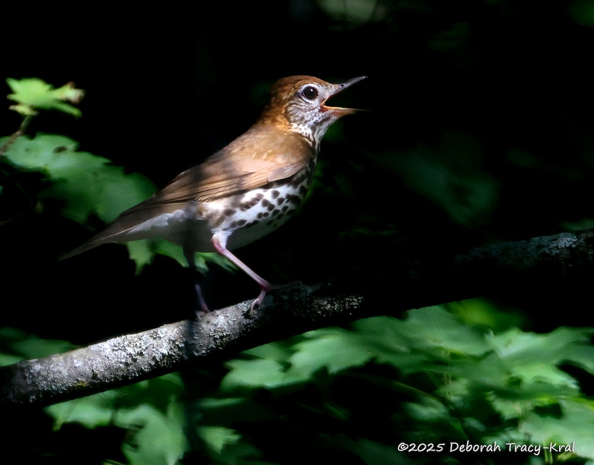 Wood Thrush - ML638062138
