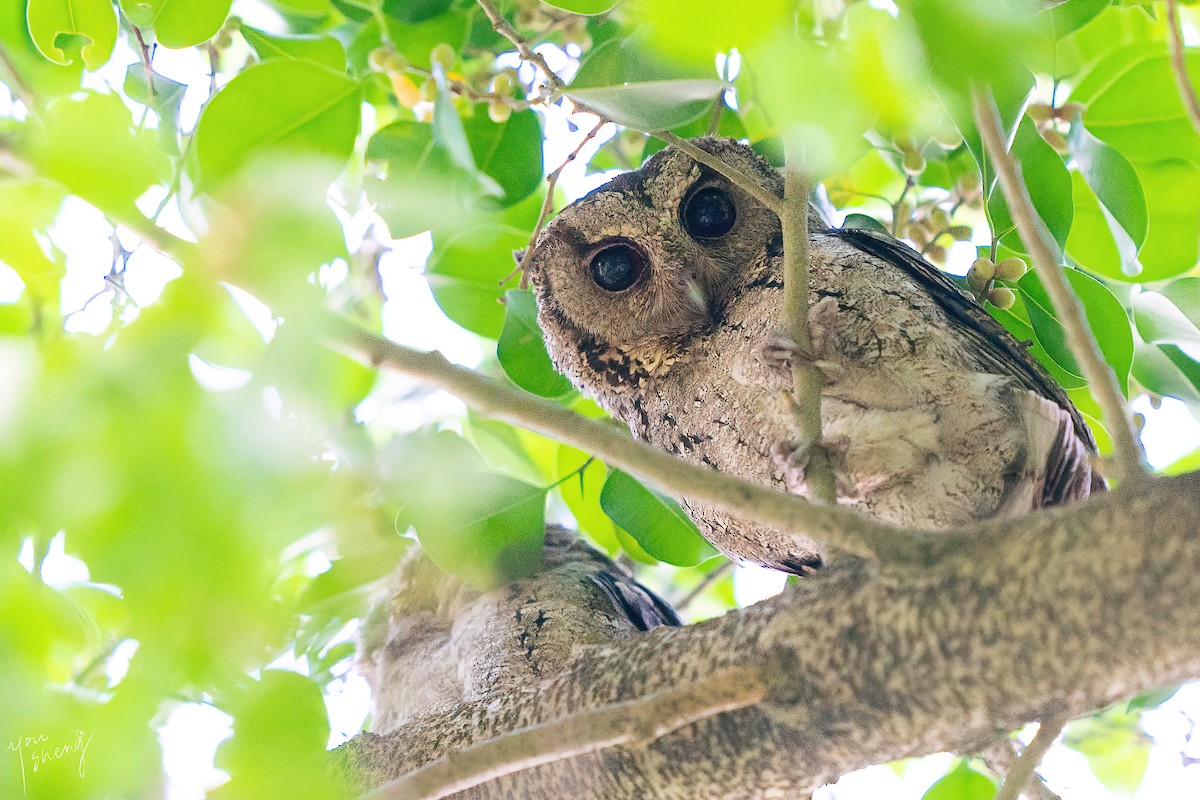 Collared Scops-Owl - ML638062181