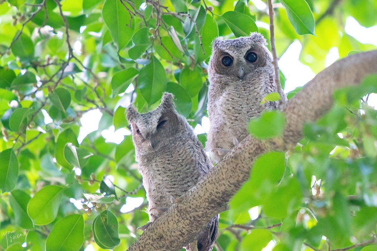 Collared Scops-Owl - ML638062182