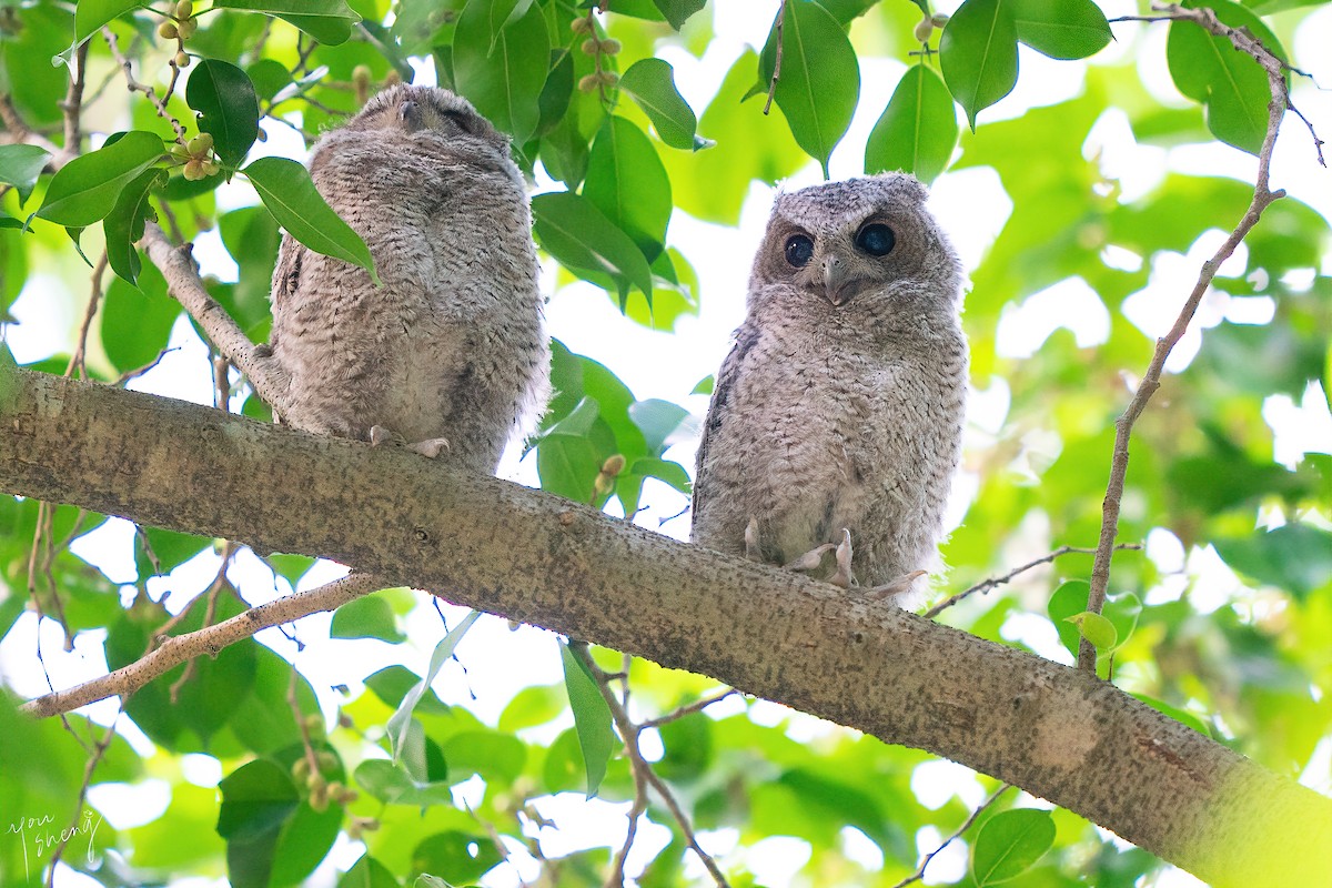 Collared Scops-Owl - ML638062183