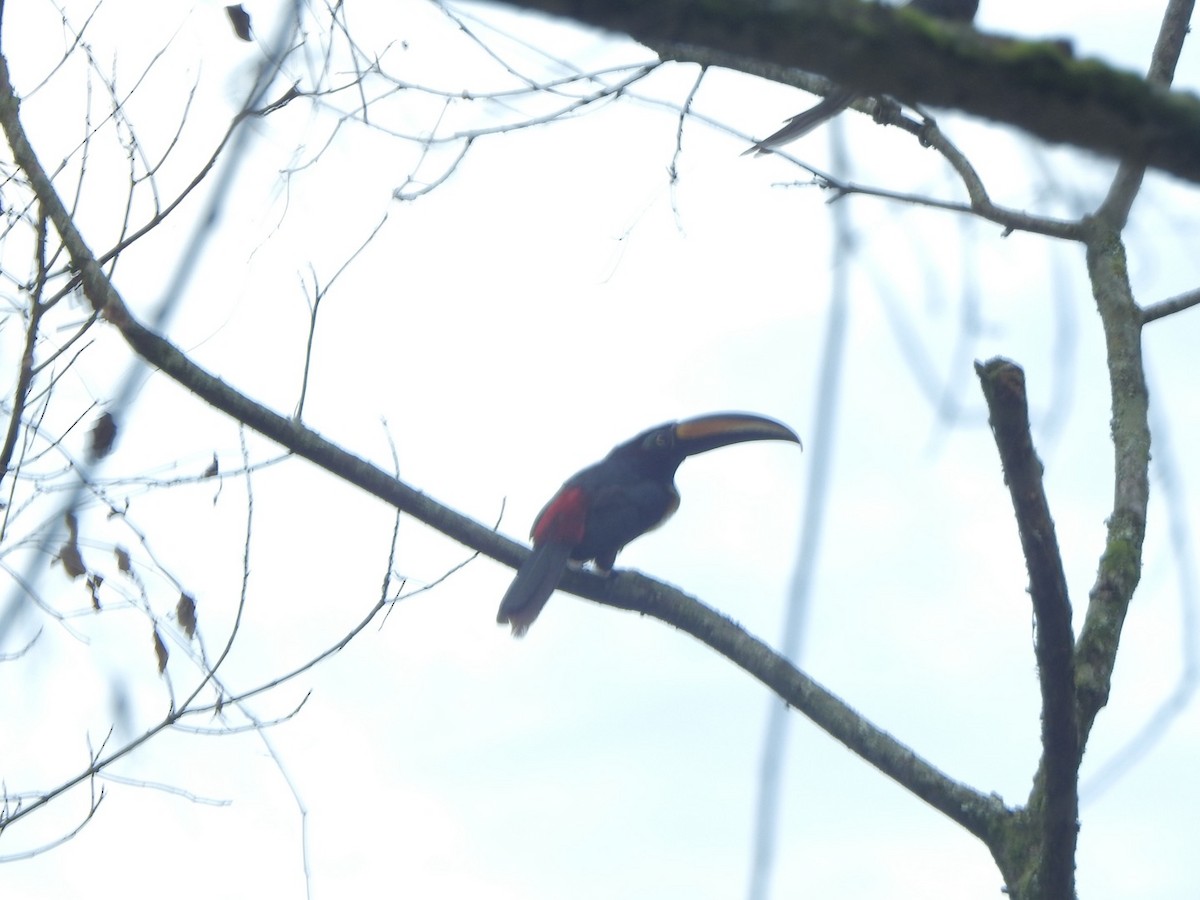 Many-banded Aracari - ML638062246