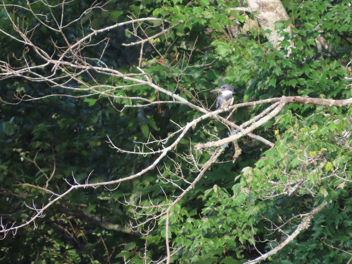 Belted Kingfisher - ML638062287