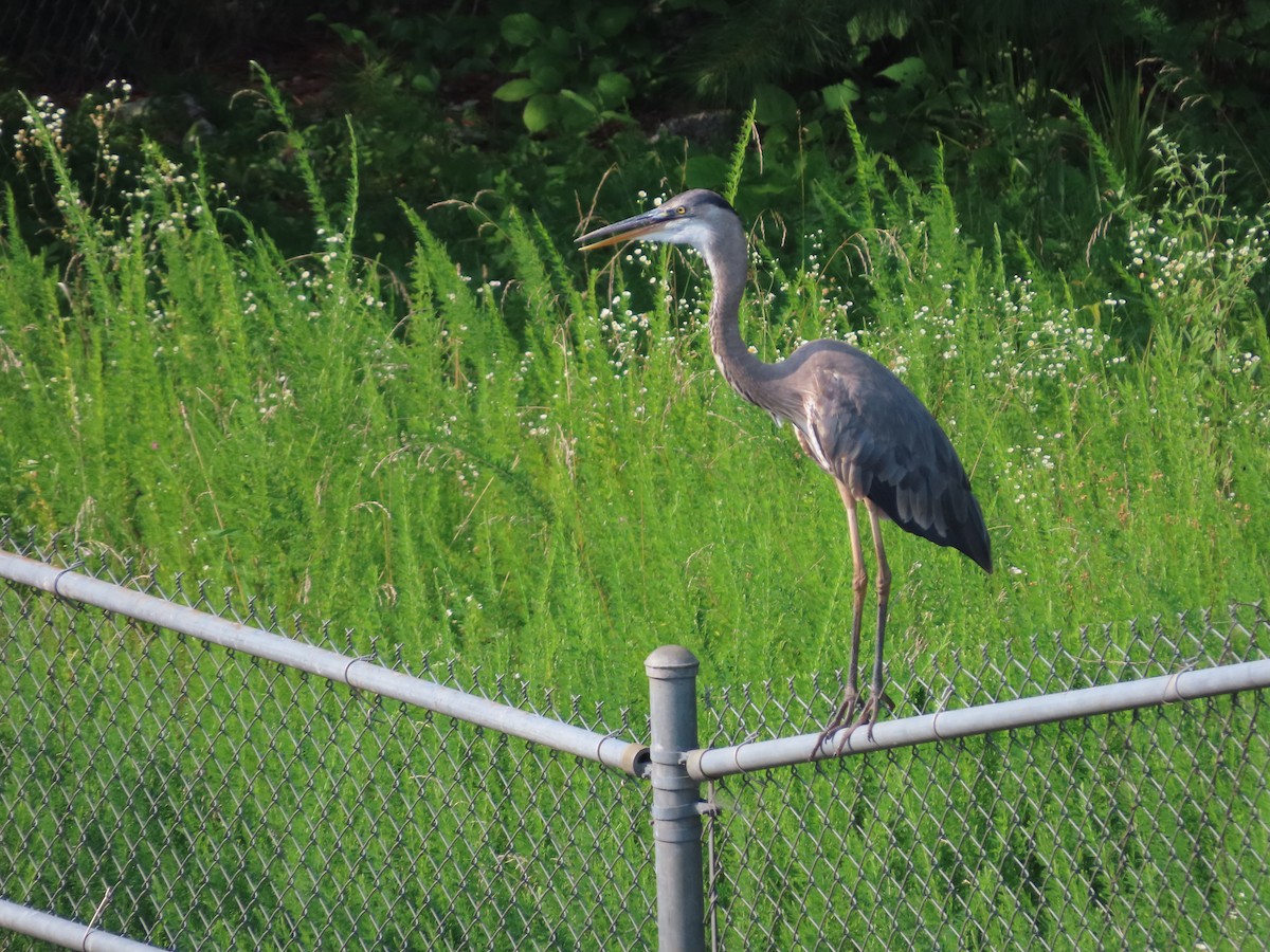 Great Blue Heron - ML638062302