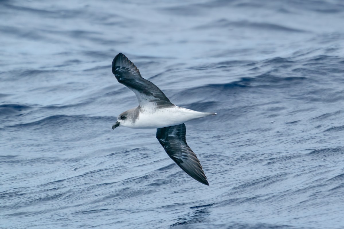 Pterodroma sp. - ML638062326