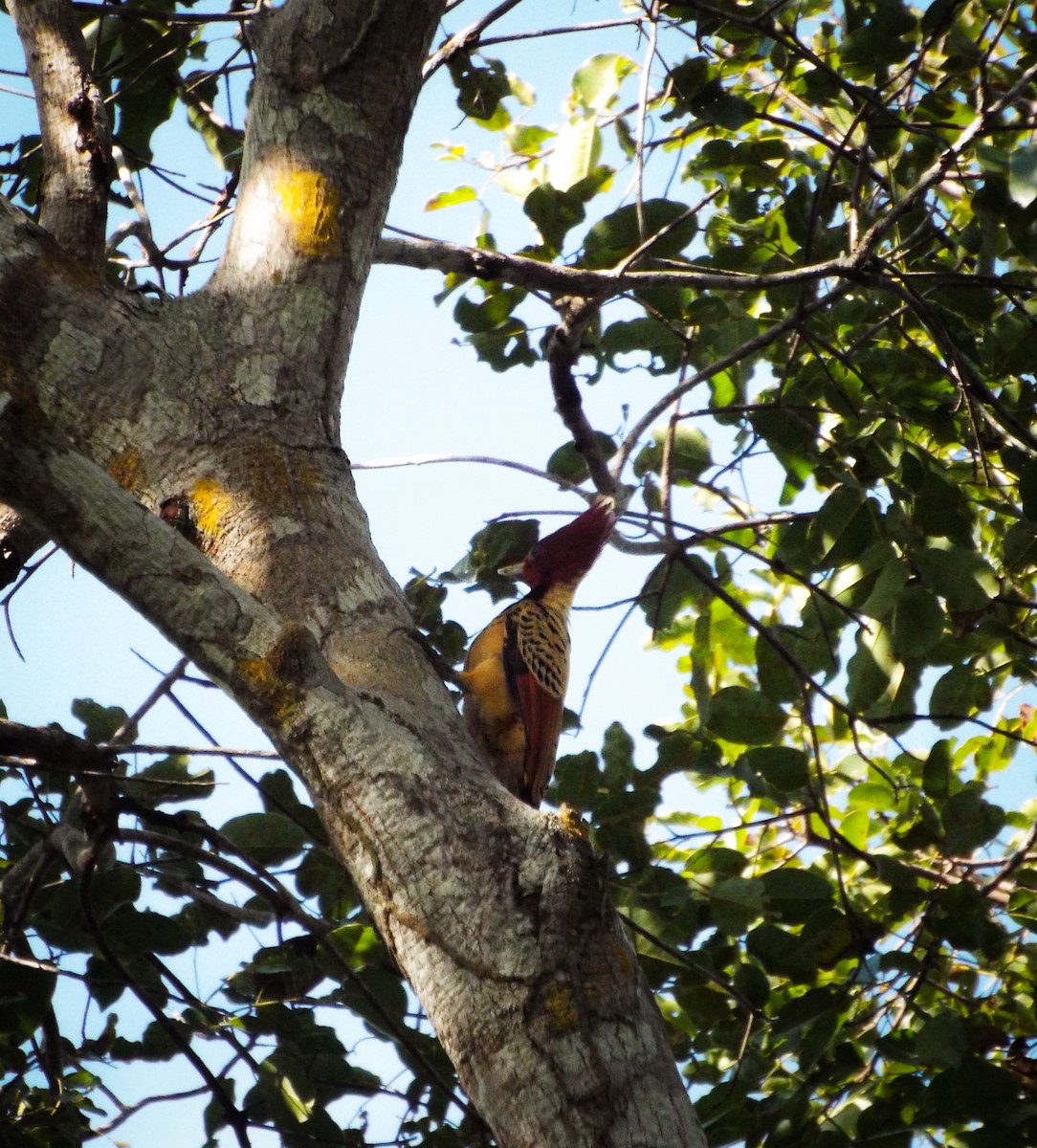 Kaempfer's Woodpecker - ML638062369