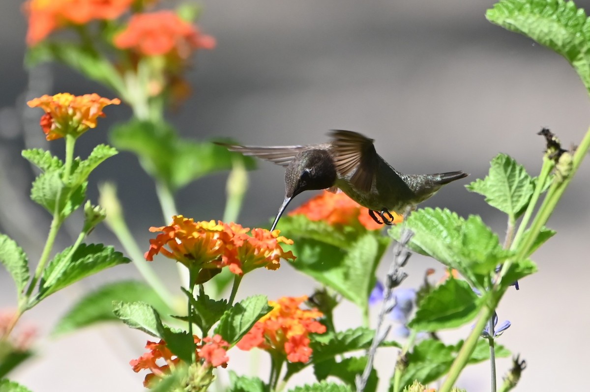 Black-chinned Hummingbird - ML638062379