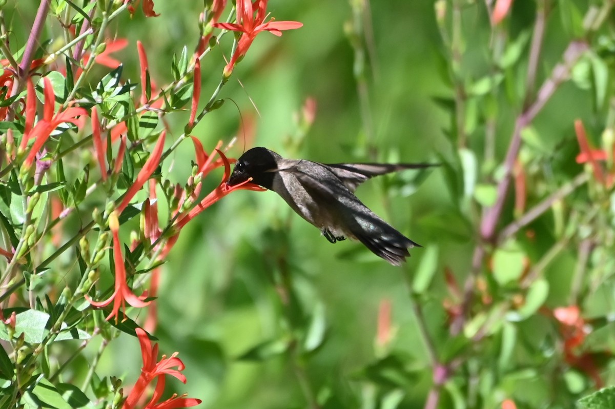 Black-chinned Hummingbird - ML638062381