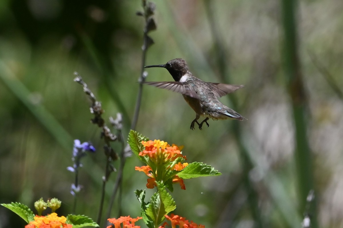 Black-chinned Hummingbird - ML638062382