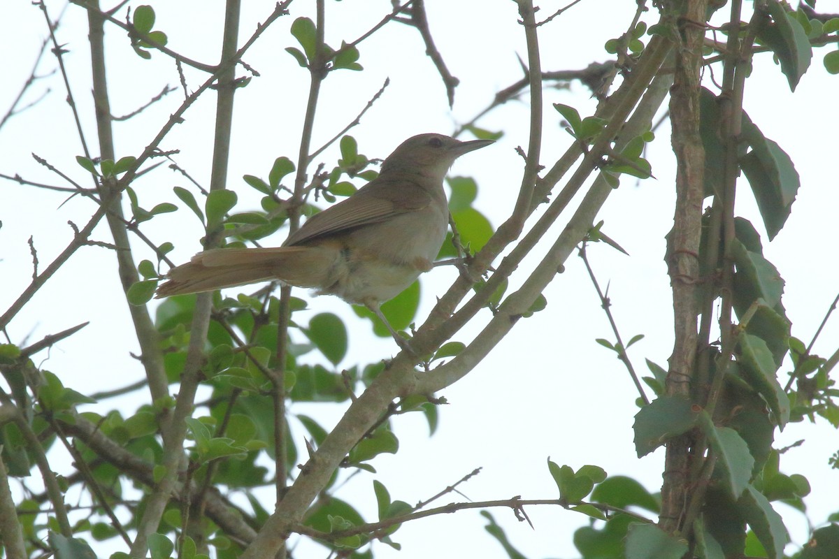Terrestrial Brownbul - ML638062383