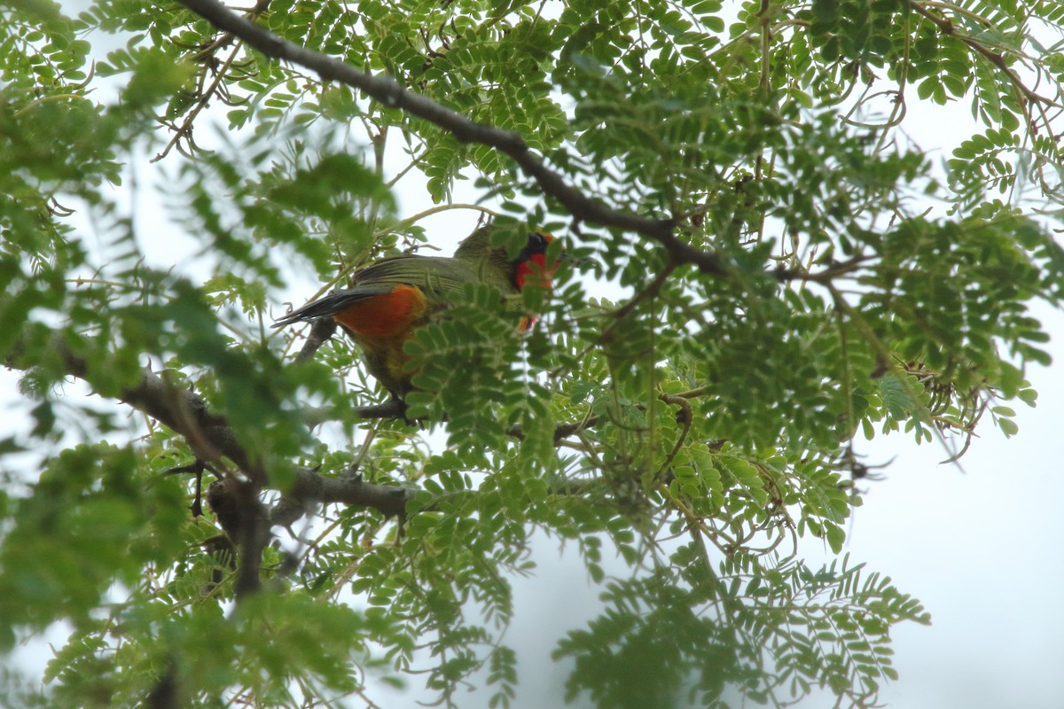 Four-colored Bushshrike - ML638062427