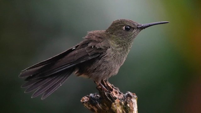 Sombre Hummingbird - ML638062456