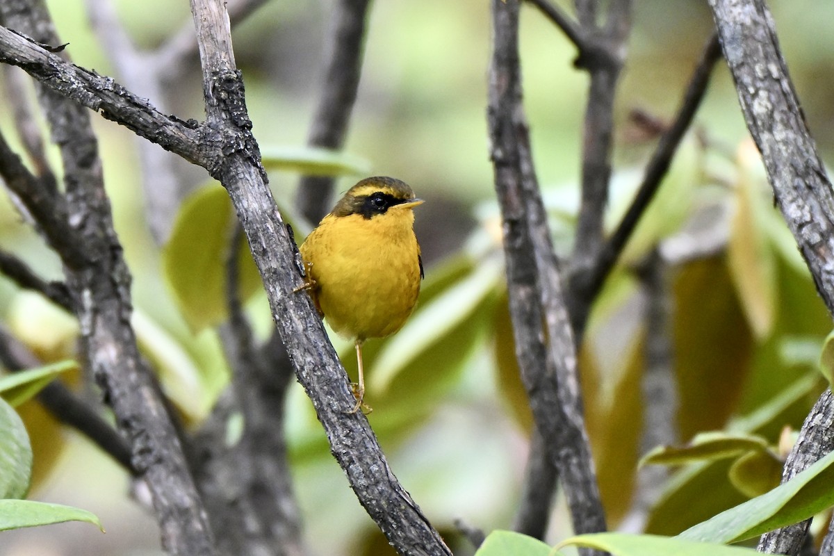 Golden Bush-Robin - ML638062460