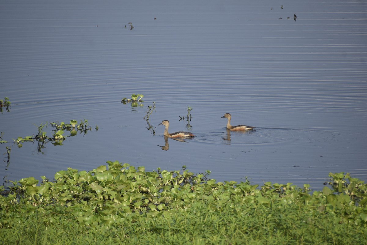 Lesser Whistling-Duck - ML638062473