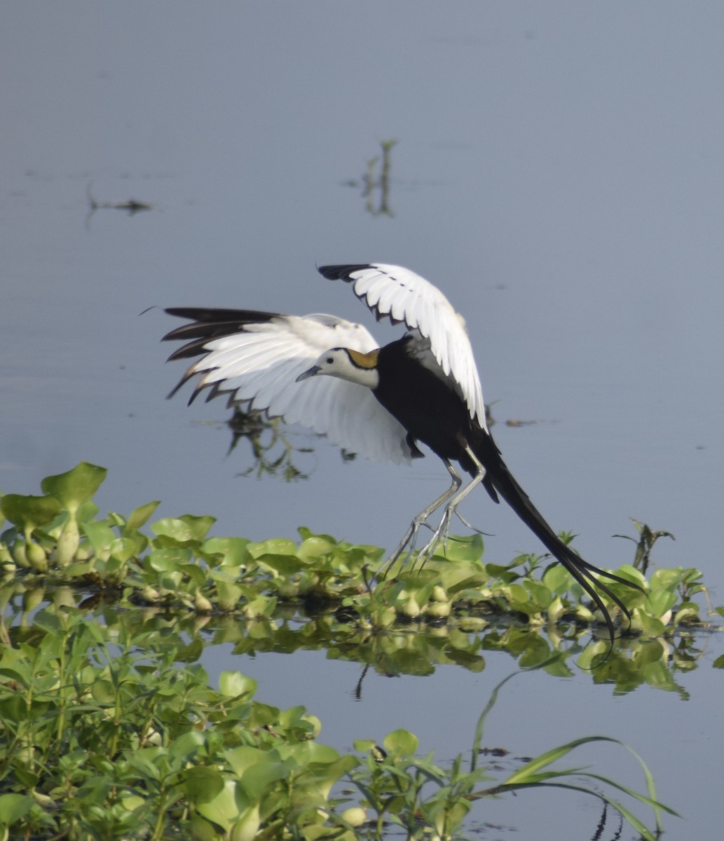 Pheasant-tailed Jacana - ML638062492