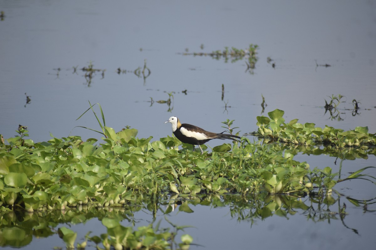 Pheasant-tailed Jacana - ML638062493