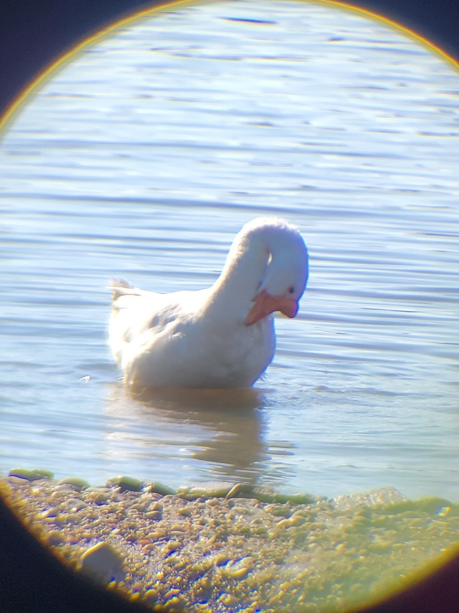 Domestic goose sp. (Domestic type) - ML638062499