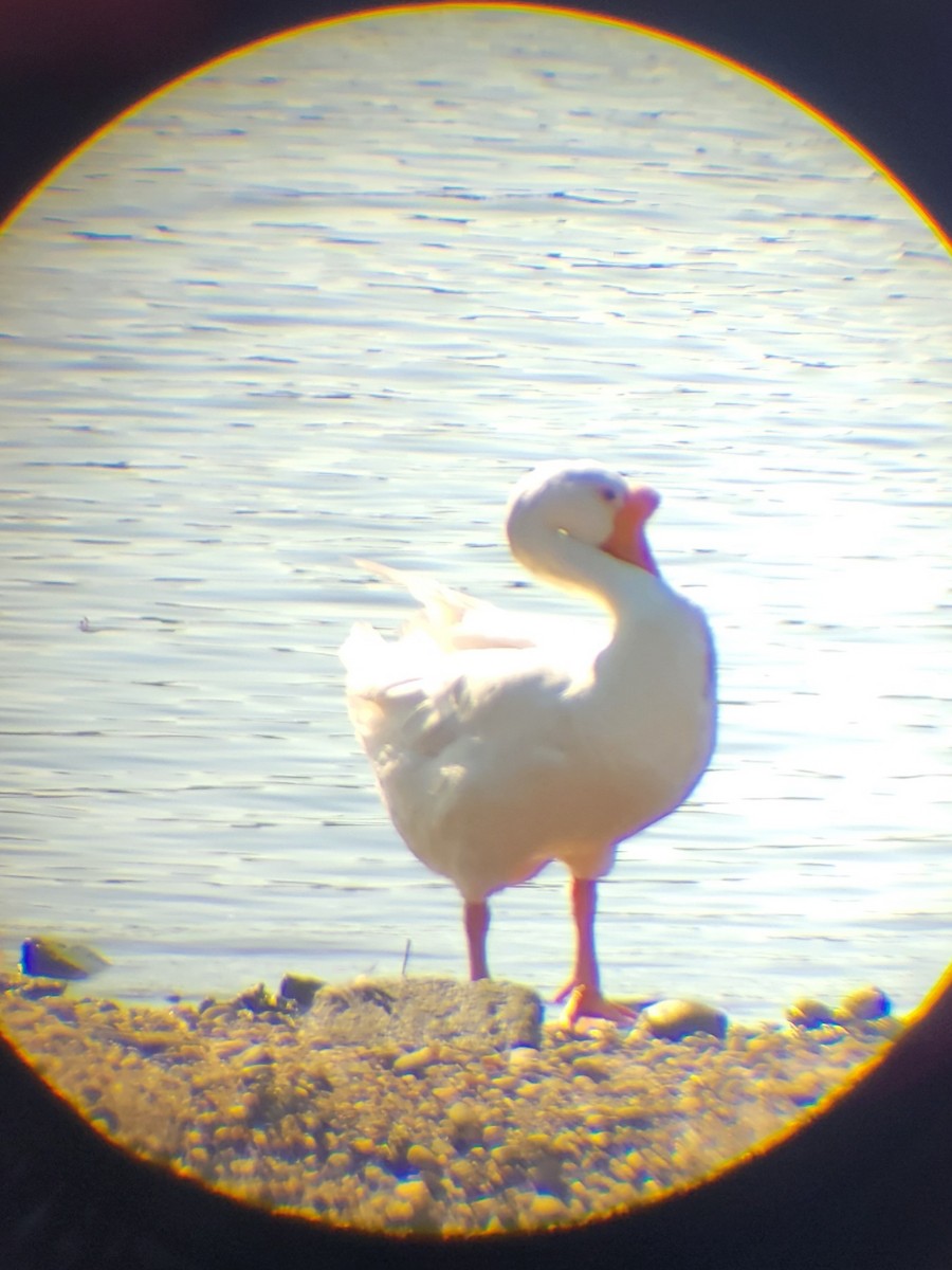 Domestic goose sp. (Domestic type) - ML638062502