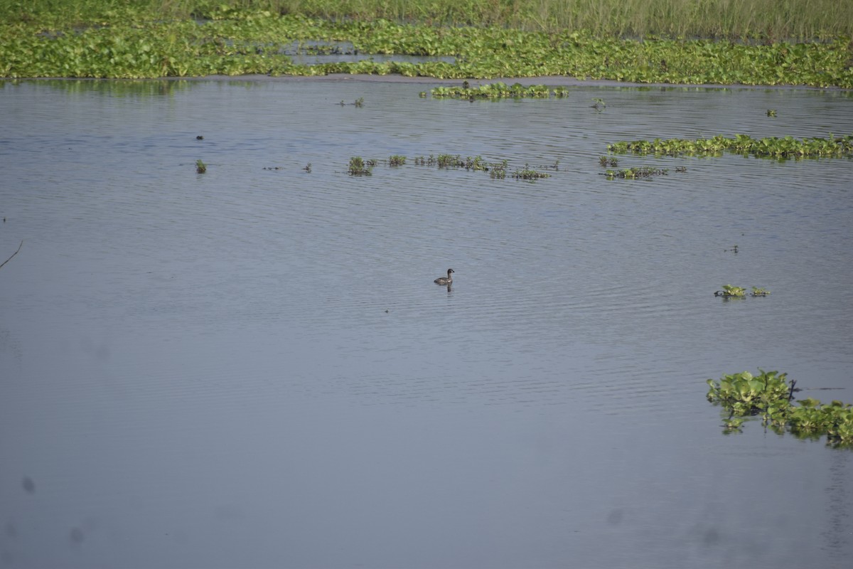 Little Grebe - ML638062510