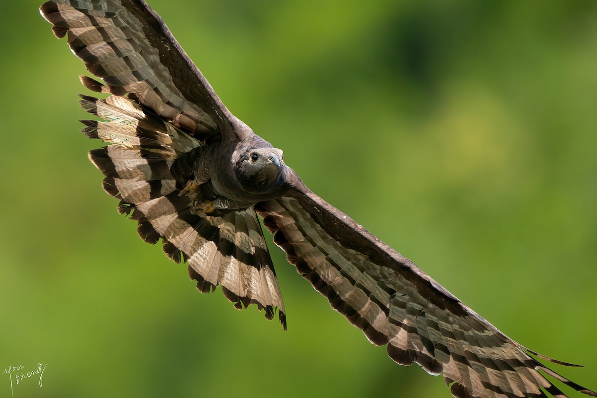 Oriental Honey-buzzard - ML638062517