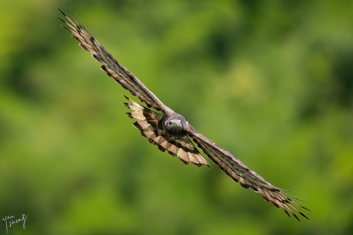 Oriental Honey-buzzard - ML638062518