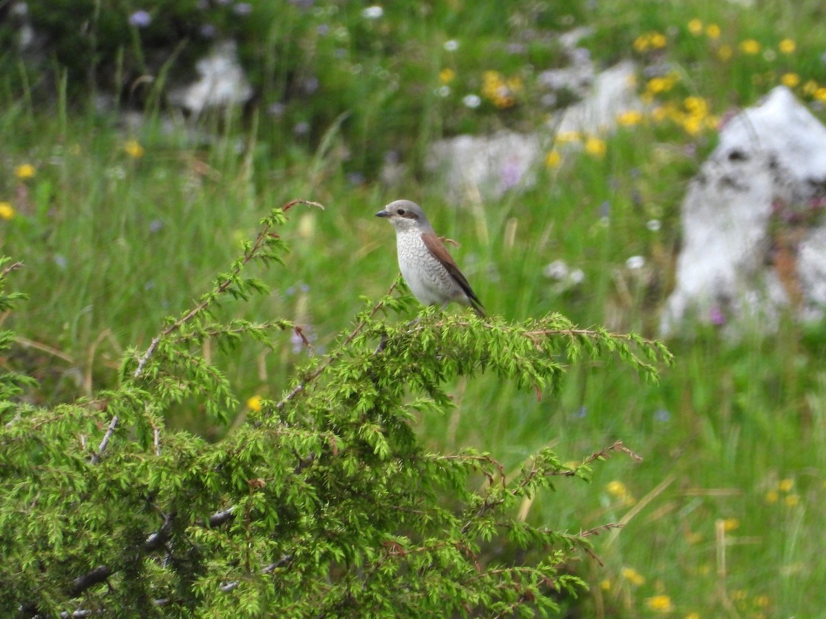 Red-backed Shrike - ML638062531