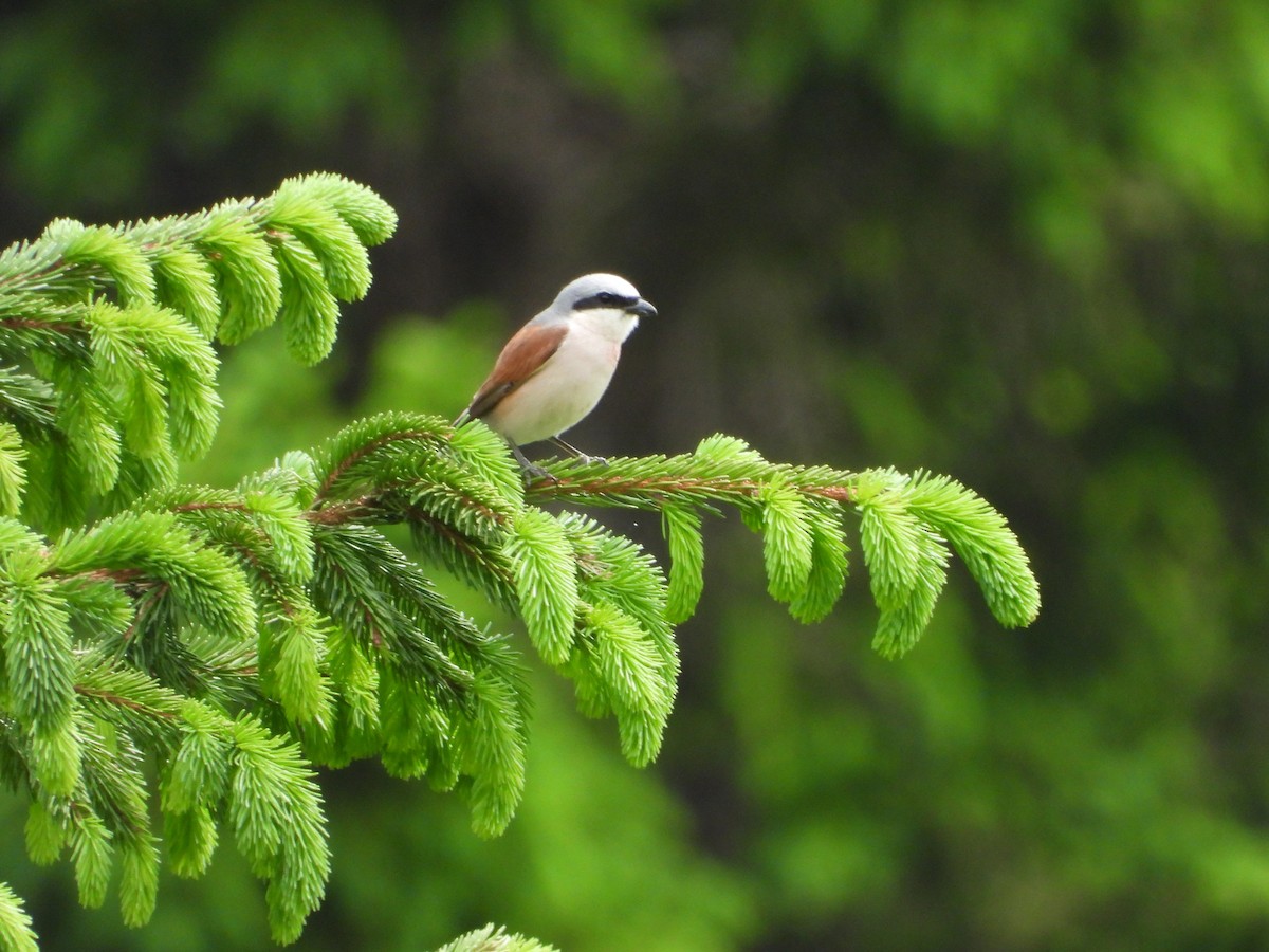 Red-backed Shrike - ML638062532