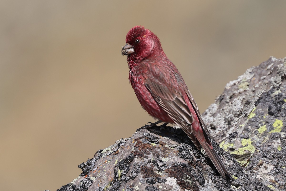 Great Rosefinch - ML638062547