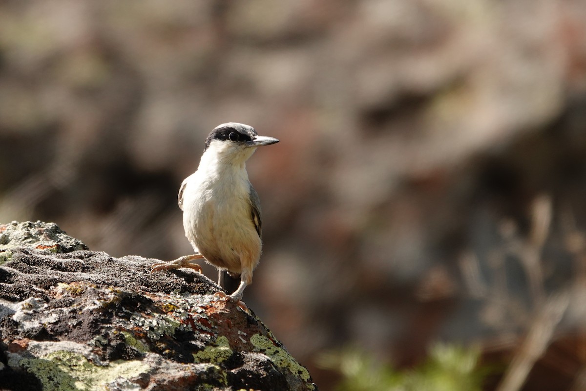 Eastern Rock Nuthatch - ML638062585