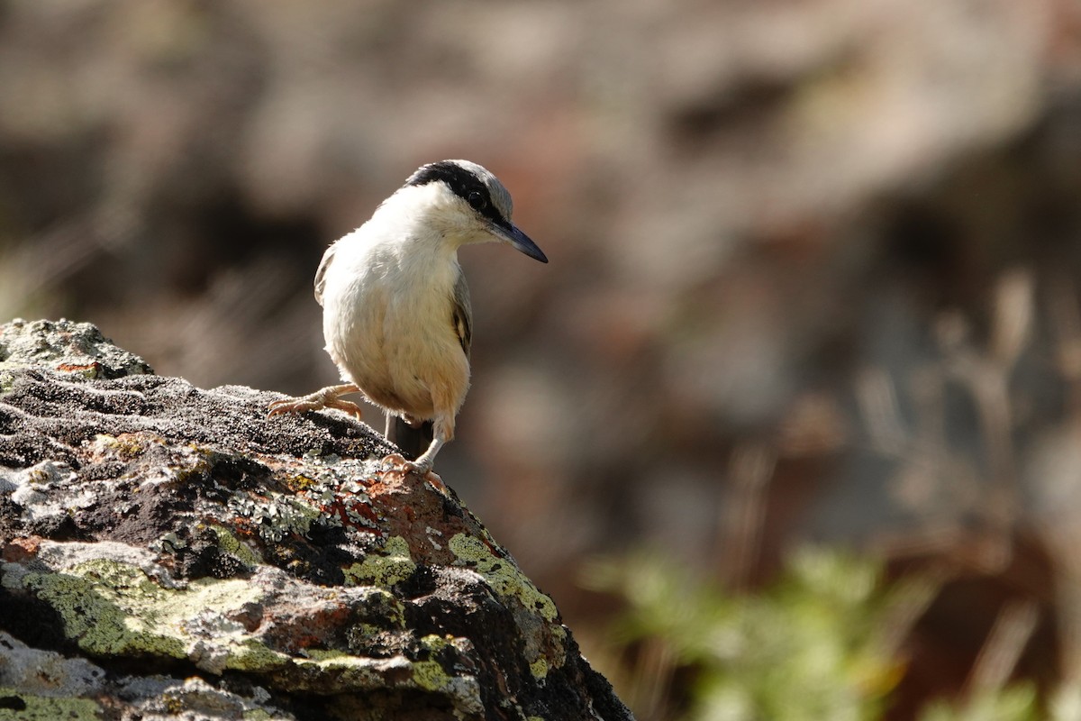Eastern Rock Nuthatch - ML638062586