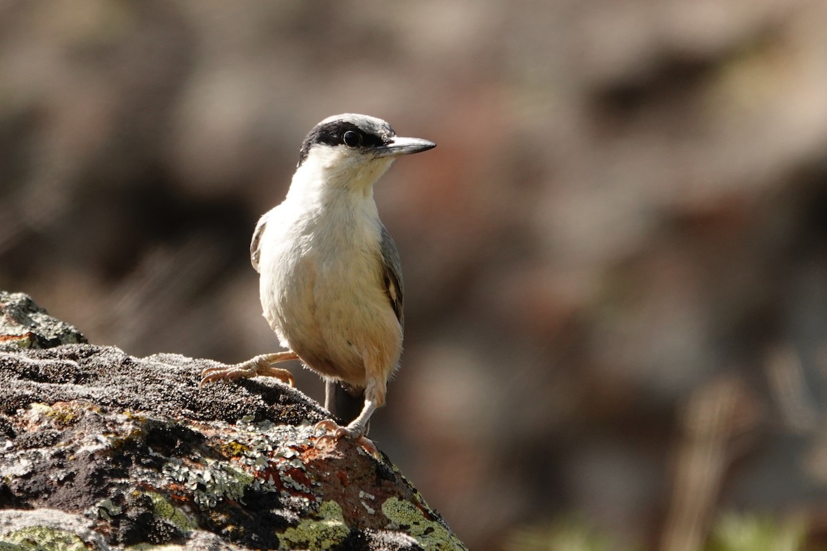Eastern Rock Nuthatch - ML638062588