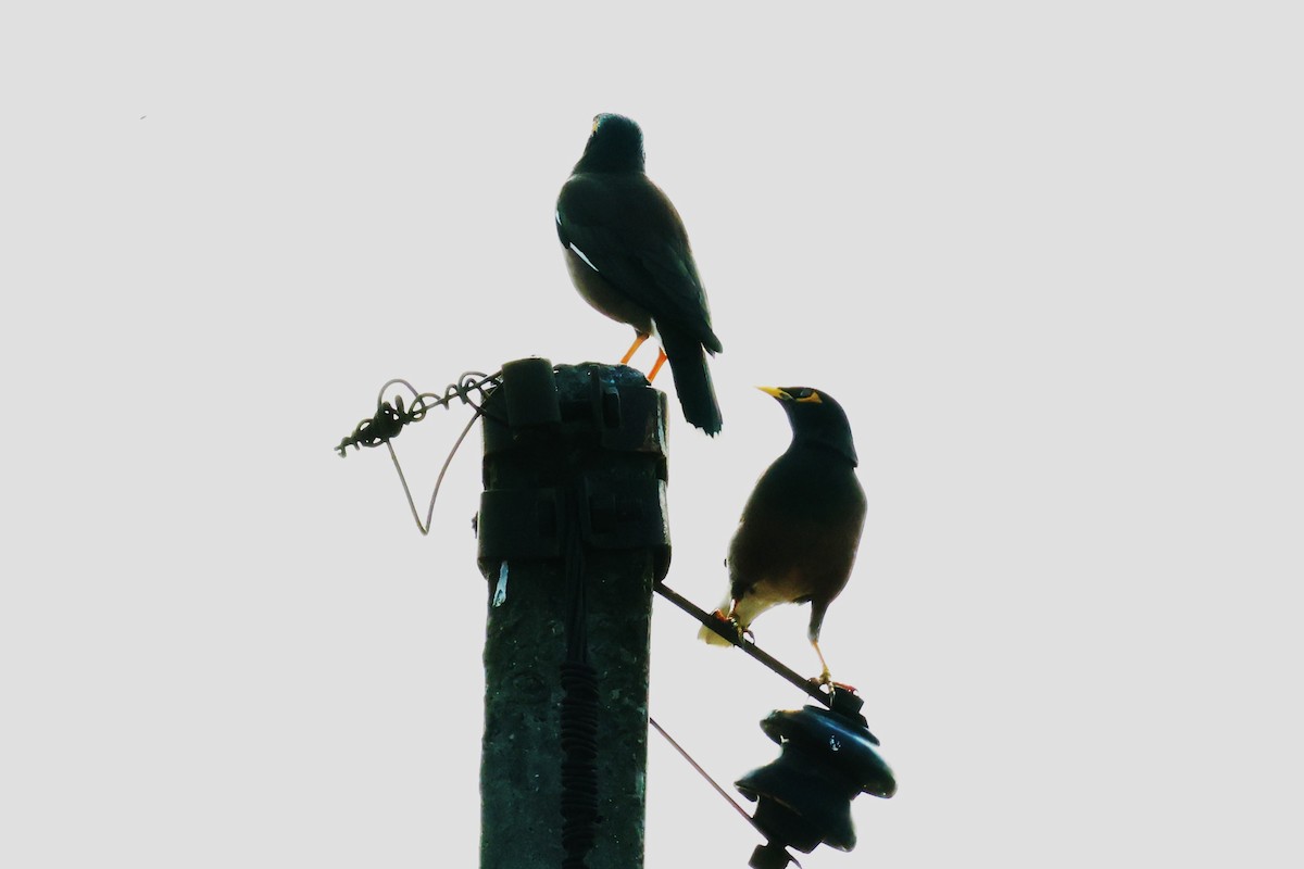 家八哥 - ML638062619