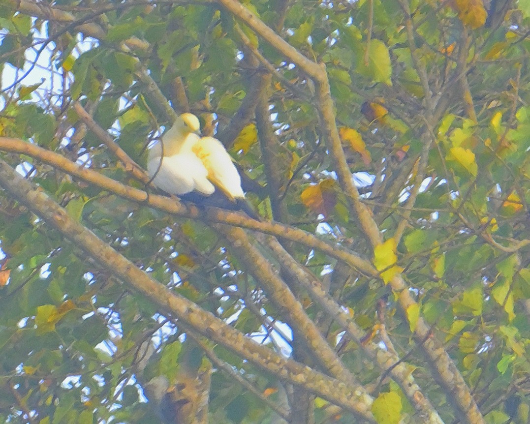 Pied Imperial-Pigeon - ML638062621