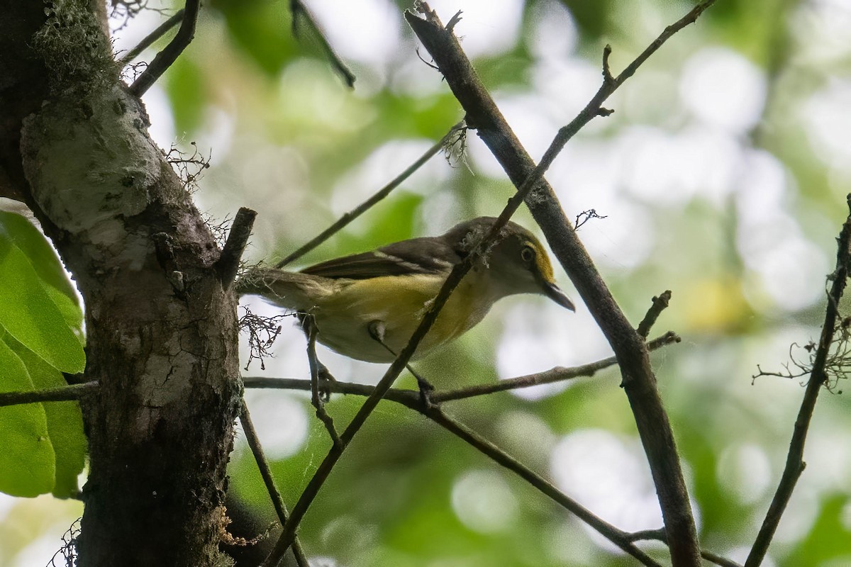 Viréo aux yeux blancs - ML638062623